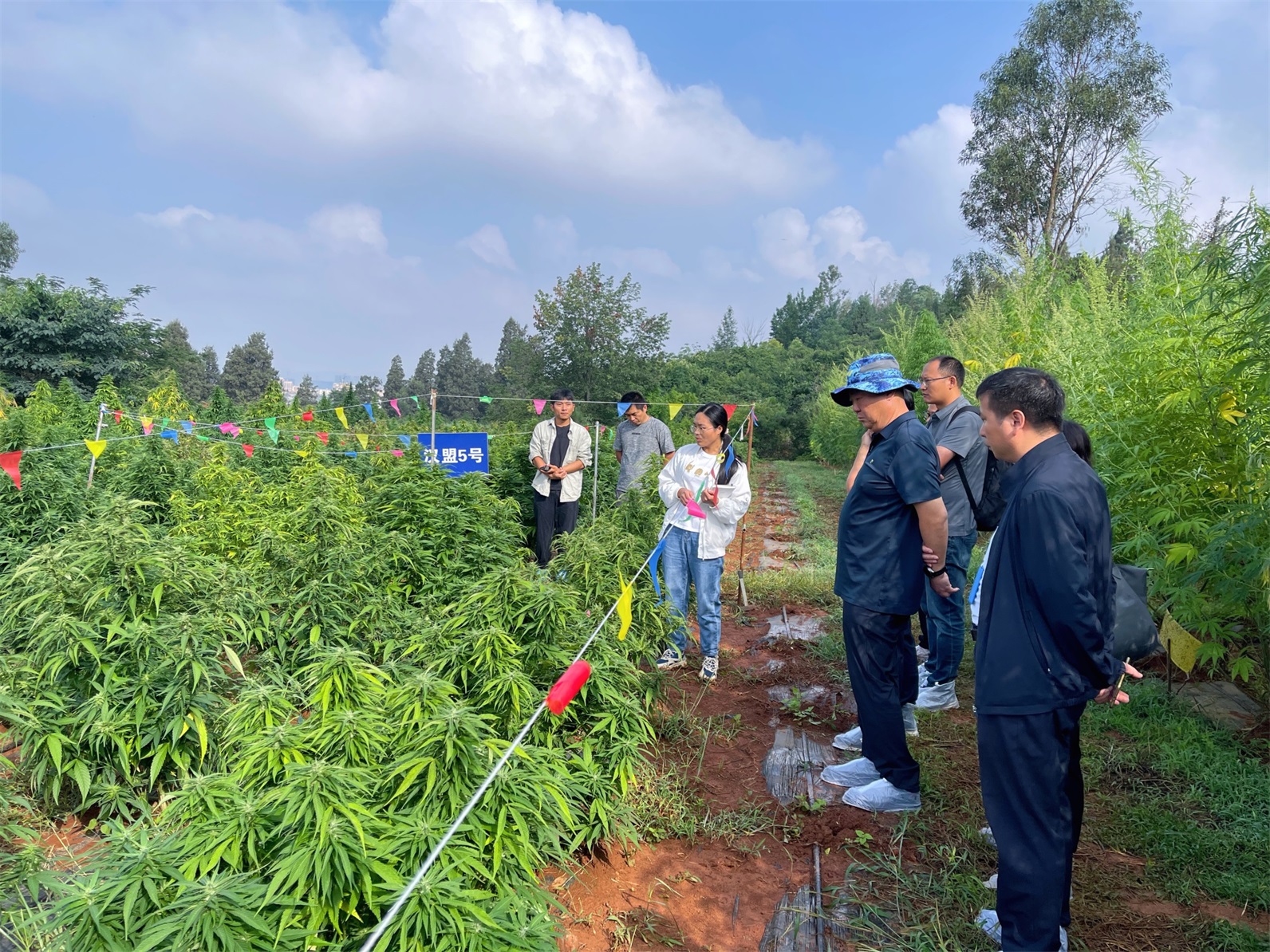 Hempmon 2 new industrial hemp varieties pass provincial appraisal.
