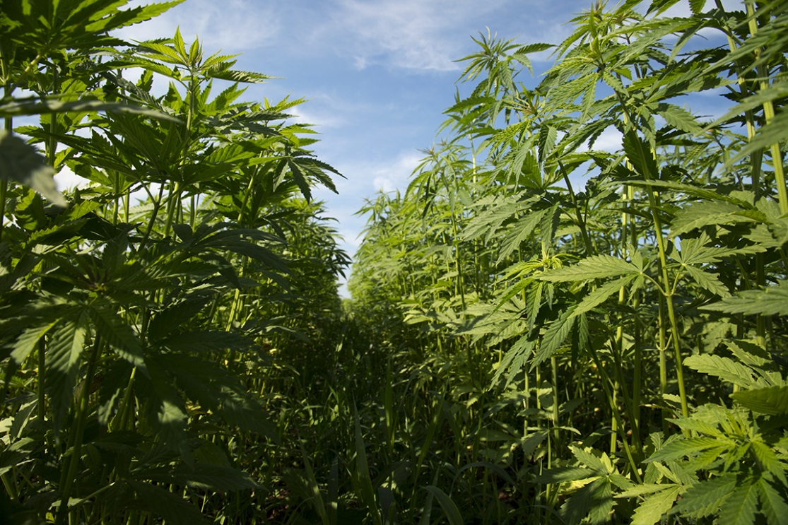 Using cannabis extracts to quit drinking? Study Proves Effective