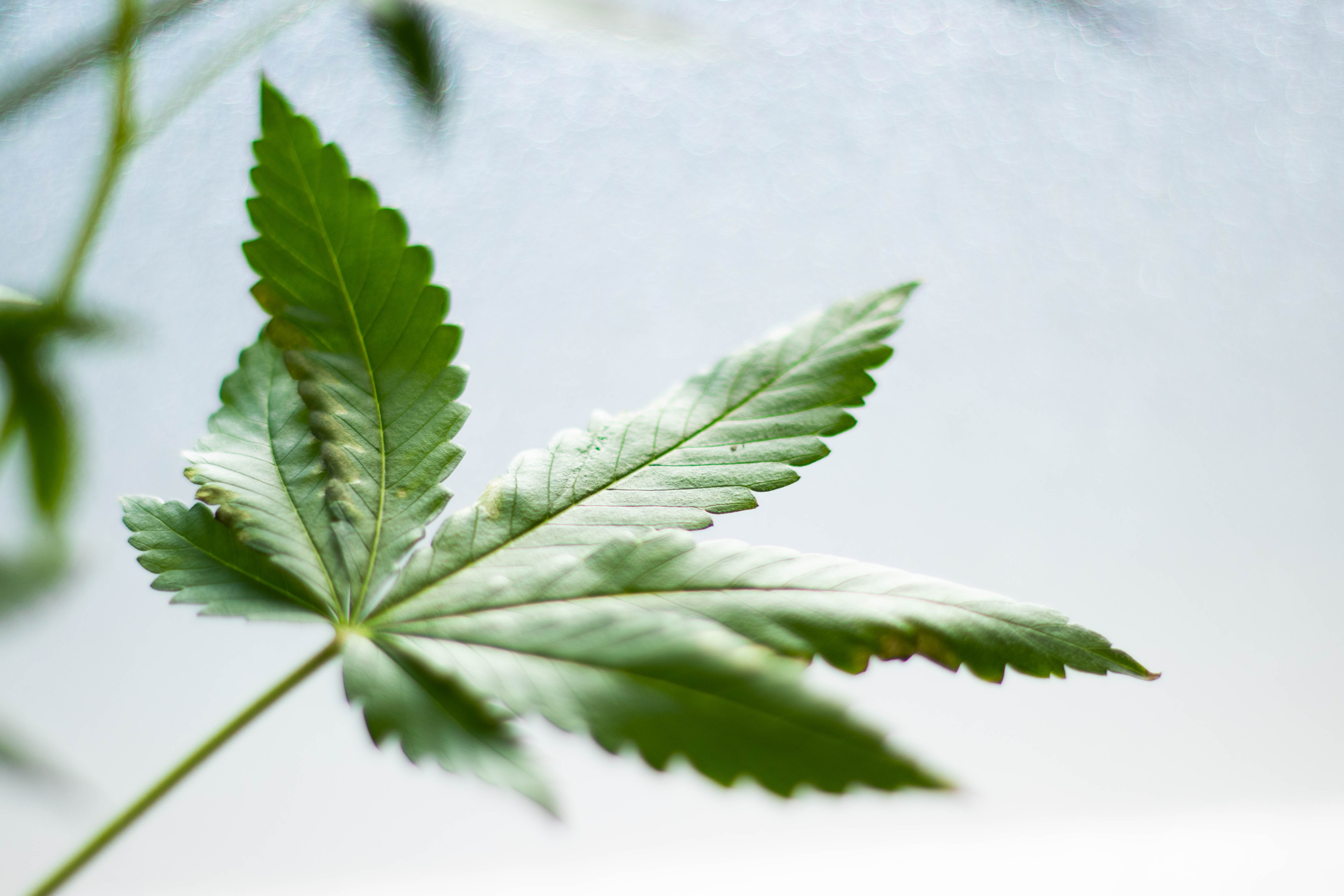 Czech Republic: GPs will be able to prescribe medical marijuana from April next year