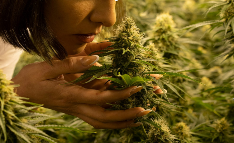 Please don't think that marijuana's aroma only comes from terpenes, there's more to it than that!